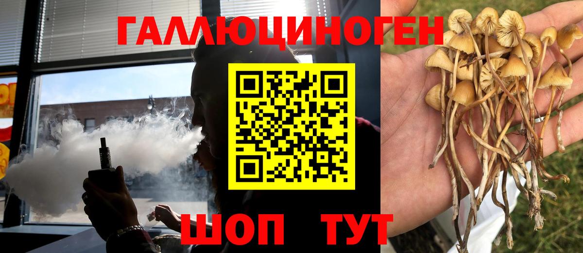 Курчатов  Галлюциногенные грибы Cubensis  Вход с VPN 